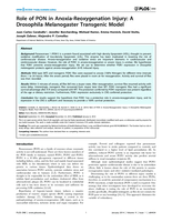 Role of PON in Anoxia-Reoxygenation Injury: A Drosophila Melanogaster Transgenic Model
