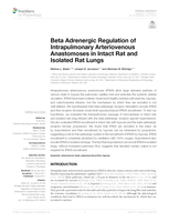 Beta Adrenergic Regulation of Intrapulmonary Arteriovenous Anastomoses in Intact Rat and Isolated Rat Lungs