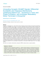 Unraveling Synaptic GCaMP Signals: Differential Excitability and Clearance Mechanisms Underlying Distinct Ca2+ Dynamics in Tonic and Phasic Excitatory, and Aminergic Modulatory Motor Terminals in Drosophila