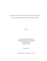 A Pitx2-Irx1 regulatory network controls dental epithelial stem cell differentiation during tooth development