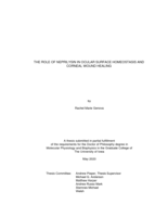 The role of neprilysin in ocular surface homeostasis and corneal wound healing