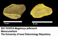 Adult, Iowa Tarkio Valley Giant Ground Sloth. Megalonyx jeffersonii (Desmarest, 1822). SUI 101037A