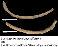 Juvenile, Iowa Tarkio Valley Giant Ground Sloth. Megalonyx jeffersonii (Desmarest, 1822). SUI 102849A