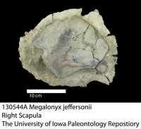 Infant, Iowa Tarkio Valley Giant Ground Sloth. Megalonyx jeffersonii (Desmarest, 1822). SUI 130544A