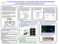 In vivo expression and analysis of a novel protein, NIAM, in Drosophila melanogaster