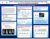 Genetic analysis of lithium-responsive neurological processes using the fruit fly Drosophila melanogaster